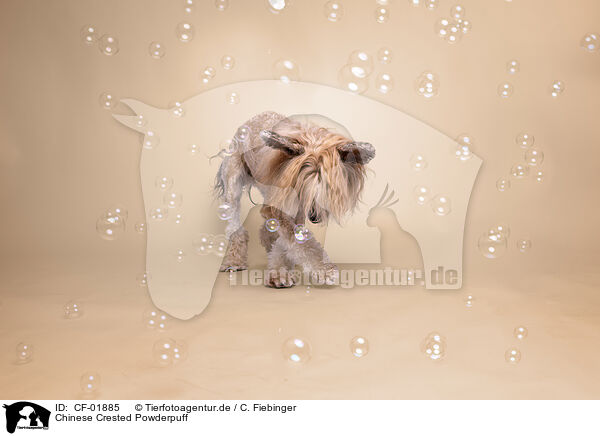 Chinese Crested Powderpuff / Chinese Crested Powderpuff / CF-01885