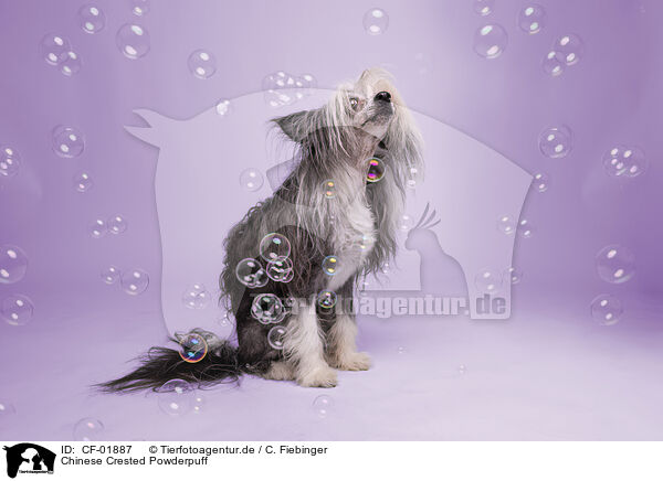 Chinese Crested Powderpuff / Chinese Crested Powderpuff / CF-01887