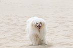 Chinese Crested Dog Powderpuff