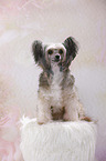 sitzender Chinese Crested Powderpuff