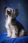 sitzender Chinese Crested Powderpuff