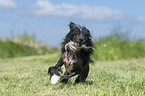 rennender Chinese Crested Powderpuff