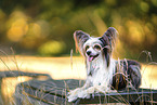 Chinese Crested Powderpuff