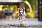 Chinese Crested Powderpuff