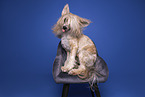 Chinese Crested Powderpuff