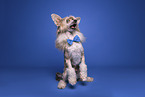 Chinese Crested Powderpuff