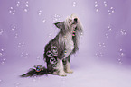 Chinese Crested Powderpuff