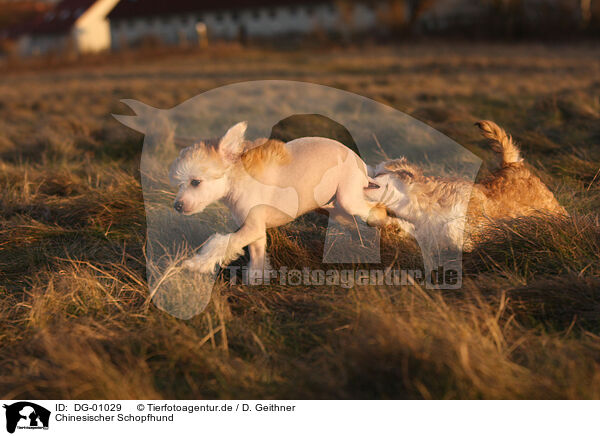 Chinesischer Schopfhund / Chinese Crested Dog / DG-01029