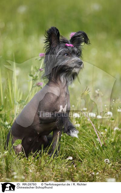 Chinesischer Schopfhund / Chinese Crested Dog / RR-28760