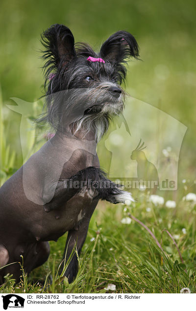 Chinesischer Schopfhund / Chinese Crested Dog / RR-28762