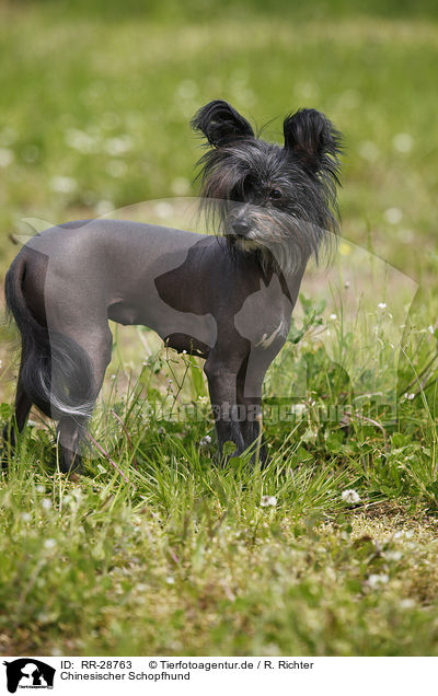 Chinesischer Schopfhund / Chinese Crested Dog / RR-28763