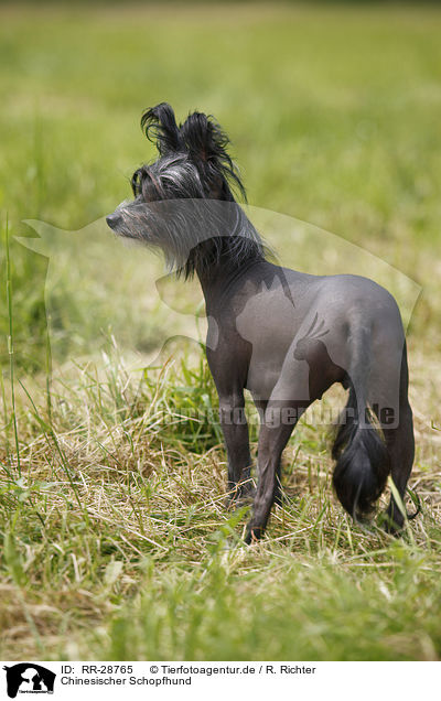 Chinesischer Schopfhund / Chinese Crested Dog / RR-28765