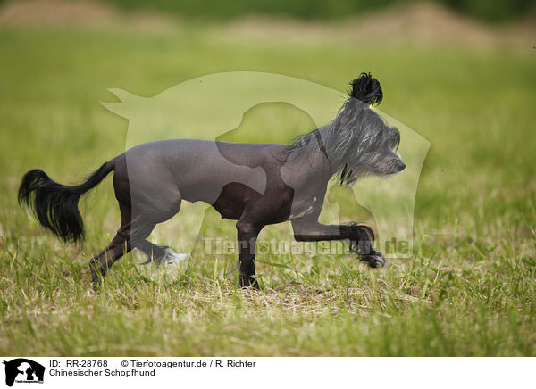 Chinesischer Schopfhund / Chinese Crested Dog / RR-28768