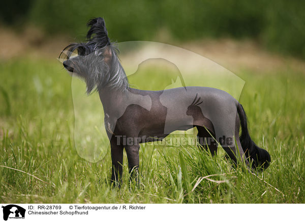 Chinesischer Schopfhund / Chinese Crested Dog / RR-28769