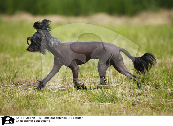 Chinesischer Schopfhund / Chinese Crested Dog / RR-28770