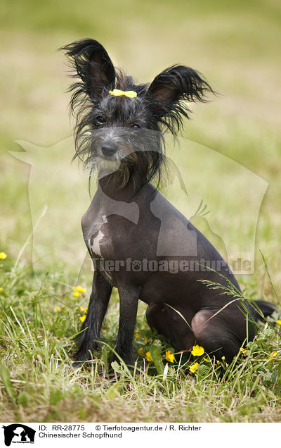 Chinesischer Schopfhund / Chinese Crested Dog / RR-28775