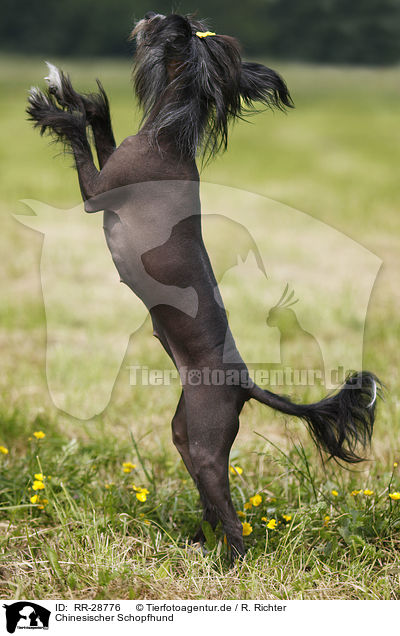 Chinesischer Schopfhund / Chinese Crested Dog / RR-28776