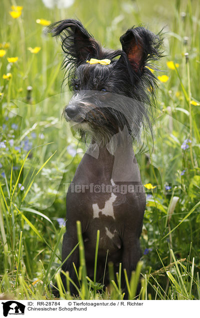 Chinesischer Schopfhund / Chinese Crested Dog / RR-28784