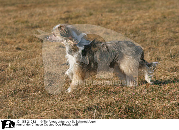 rennender Chinese Crested Dog Powderpuff / running Chinese Crested Dog Powderpuff / SS-21932
