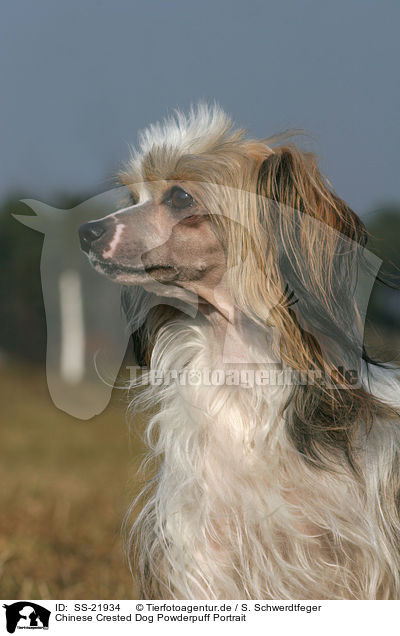 Chinese Crested Dog Powderpuff Portrait / Chinese Crested Dog Powderpuff Portrait / SS-21934