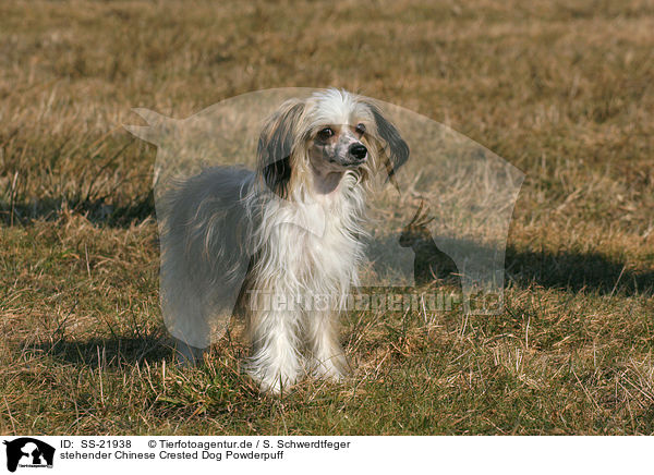 stehender Chinese Crested Dog Powderpuff / standing Chinese Crested Dog Powderpuff / SS-21938