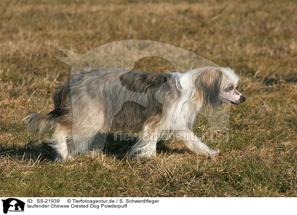 laufender Chinese Crested Dog Powderpuff / walking Chinese Crested Dog Powderpuff / SS-21939