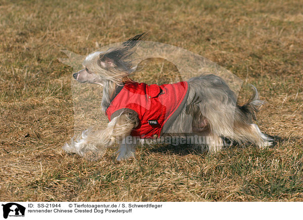 rennender Chinese Crested Dog Powderpuff / running Chinese Crested Dog Powderpuff / SS-21944