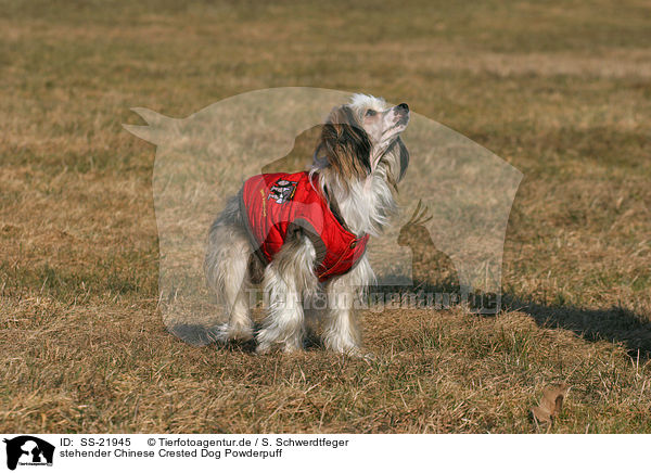stehender Chinese Crested Dog Powderpuff / standing Chinese Crested Dog Powderpuff / SS-21945