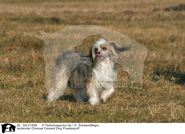 laufender Chinese Crested Dog Powderpuff / walking Chinese Crested Dog / SS-21946