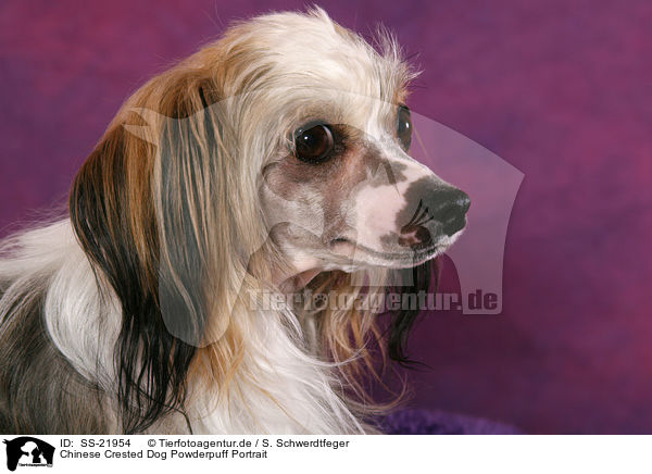 Chinese Crested Dog Powderpuff Portrait / Chinese Crested Dog Powderpuff Portrait / SS-21954