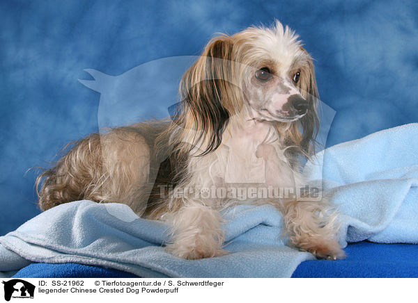 liegender Chinese Crested Dog Powderpuff / lying Chinese Crested Dog Powderpuff / SS-21962