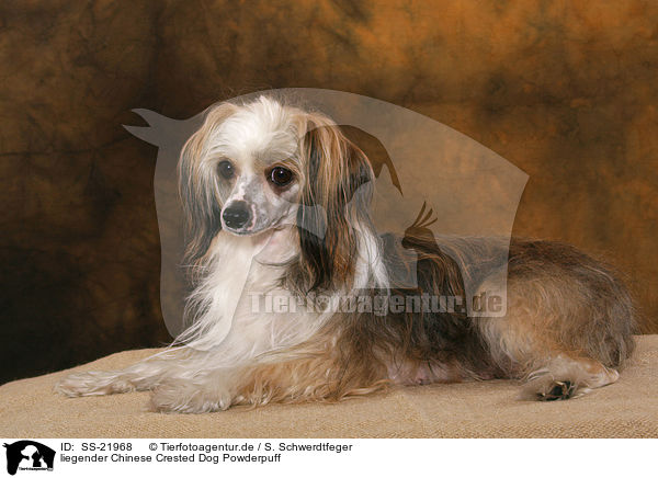 liegender Chinese Crested Dog Powderpuff / lying Chinese Crested Dog Powderpuff / SS-21968