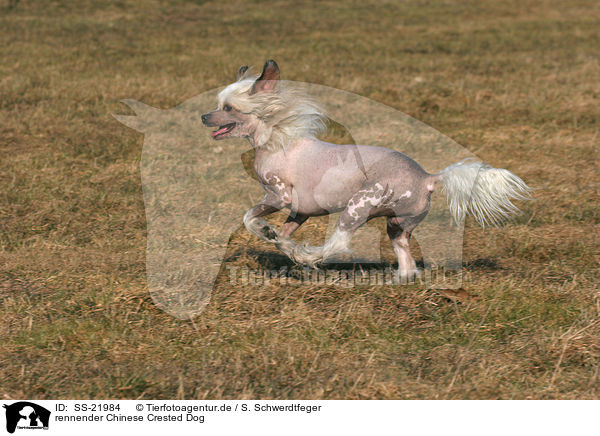 rennender Chinese Crested Dog / running Chinese Crested Dog / SS-21984