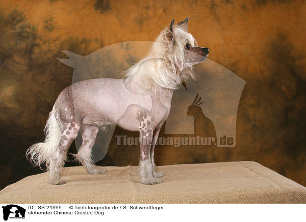 stehender Chinese Crested Dog / standing Chinese Crested Dog / SS-21999