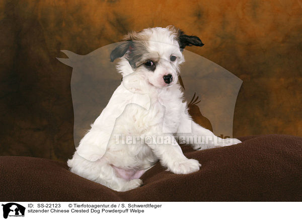 sitzender Chinese Crested Dog Powderpuff Welpe / SS-22123