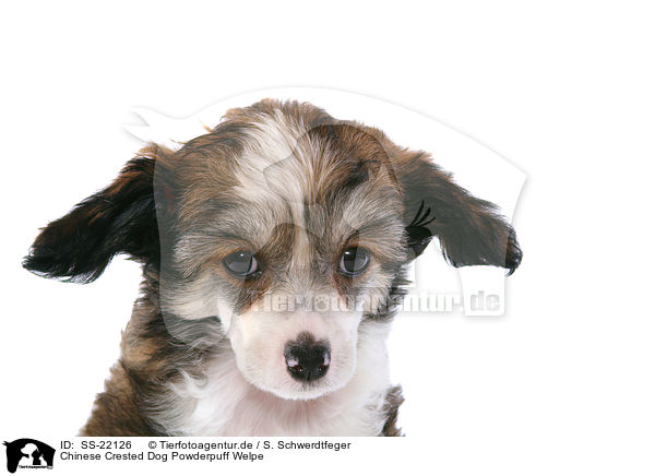 Chinese Crested Dog Powderpuff Welpe / SS-22126