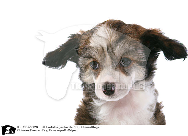 Chinese Crested Dog Powderpuff Welpe / SS-22128