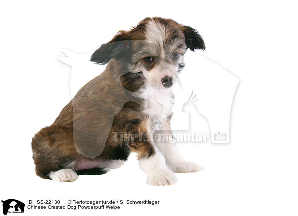 Chinese Crested Dog Powderpuff Welpe / SS-22130
