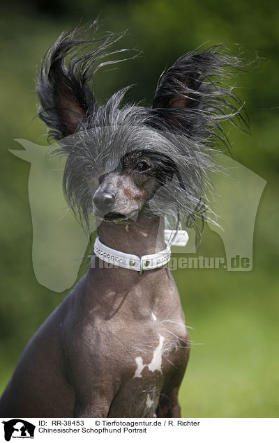 Chinesischer Schopfhund Portrait / RR-38453
