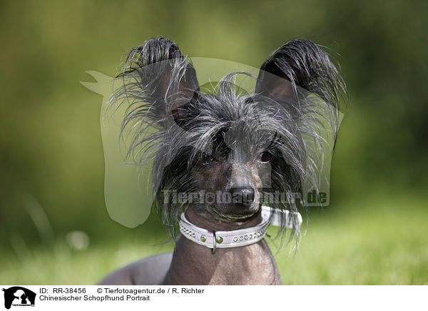 Chinesischer Schopfhund Portrait / RR-38456
