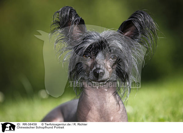 Chinesischer Schopfhund Portrait / RR-38458
