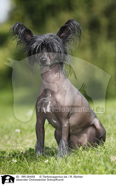 sitzender Chinesischer Schopfhund / sitting Chinese Crested / RR-38468