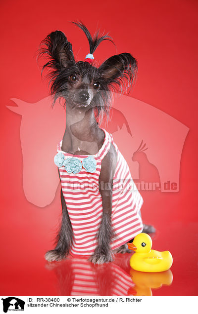 sitzender Chinesischer Schopfhund / sitting Chinese Crested / RR-38480