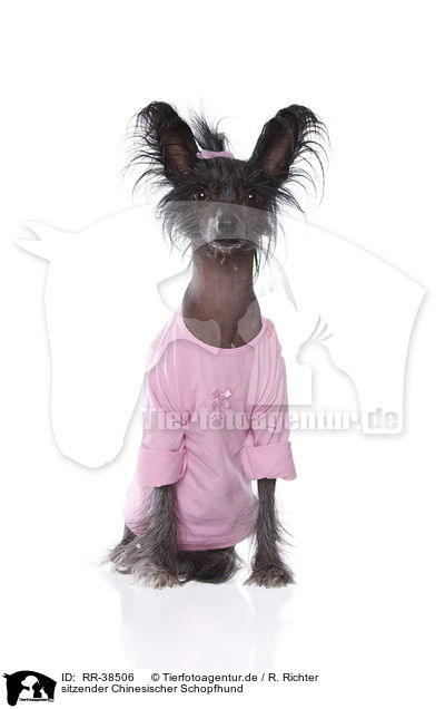 sitzender Chinesischer Schopfhund / sitting Chinese Crested / RR-38506