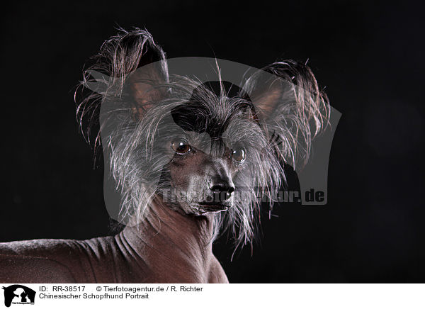Chinesischer Schopfhund Portrait / RR-38517