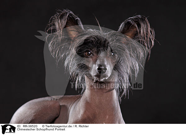 Chinesischer Schopfhund Portrait / RR-38520