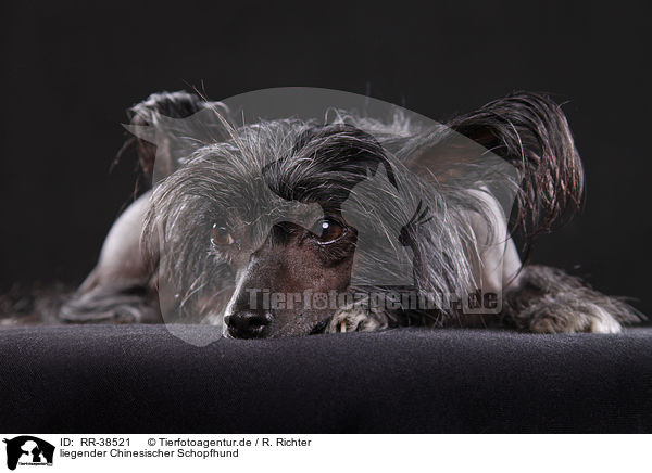 liegender Chinesischer Schopfhund / lying Chinese Crested / RR-38521