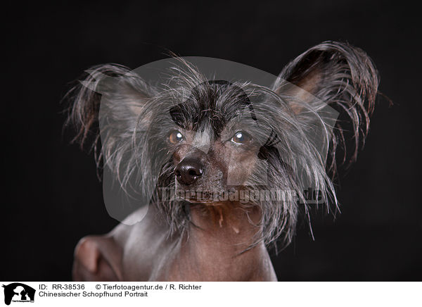 Chinesischer Schopfhund Portrait / RR-38536