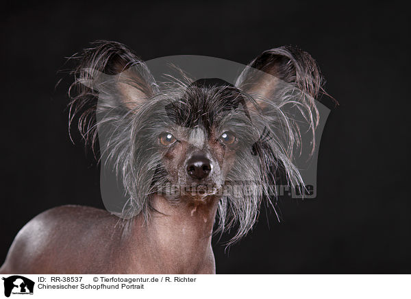 Chinesischer Schopfhund Portrait / Chinese Crested Portrait / RR-38537
