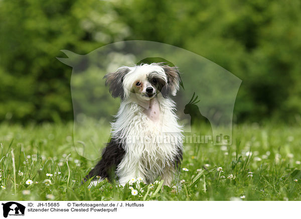 sitzender Chinese Crested Powderpuff / sitting Chinese Crested Powderpuff / JH-15685